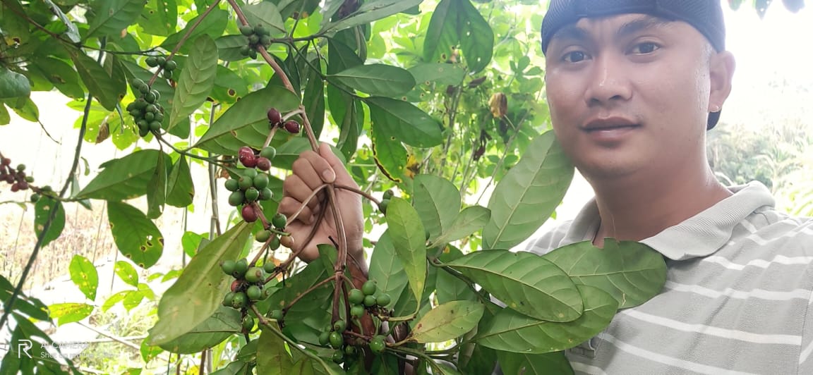 Peringati Hari Kopi Internasional, Hulu Sungai Tengah Luncurkan Kopi Lokal Meratus