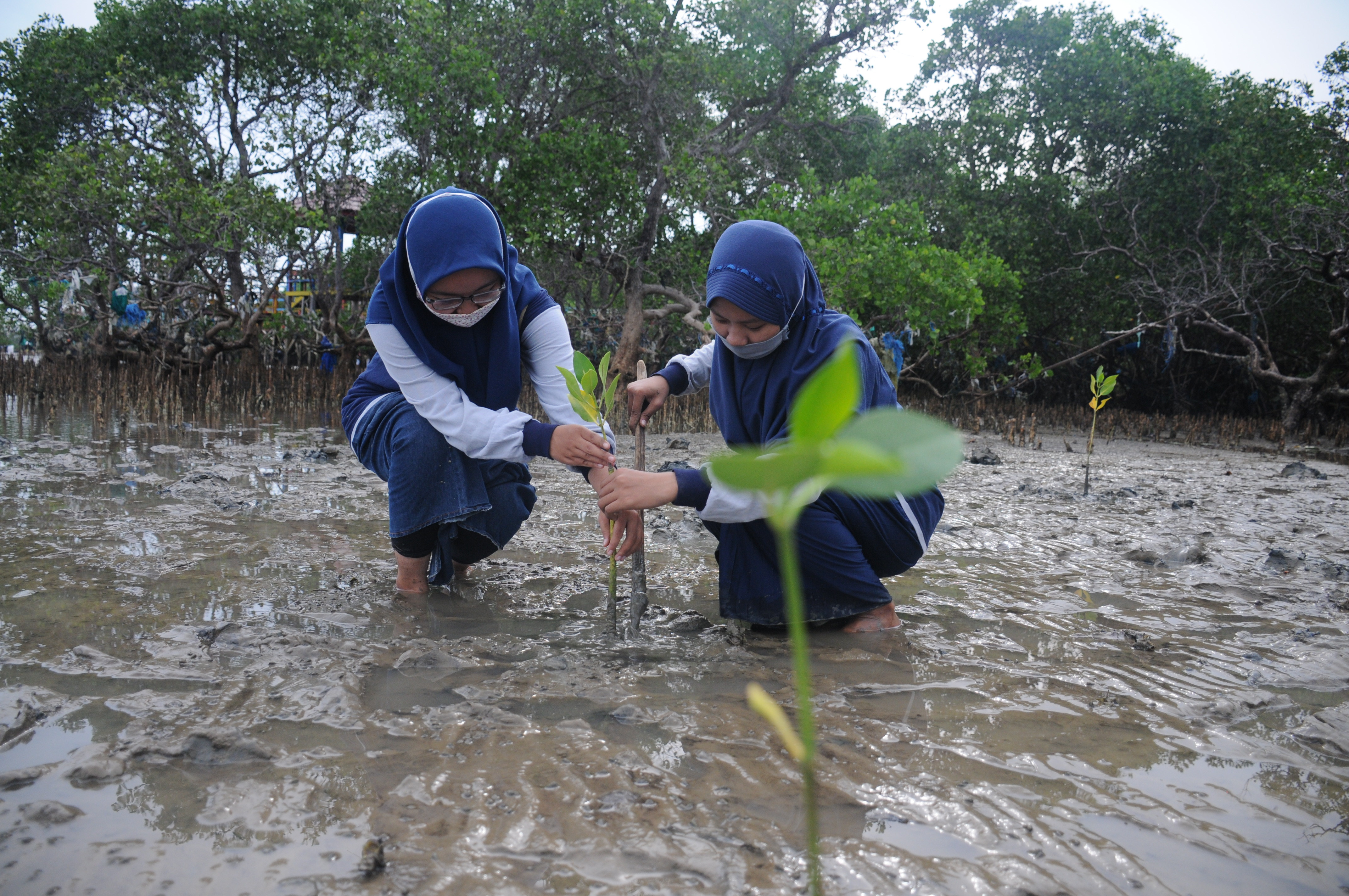 Menanam pohon mangrove