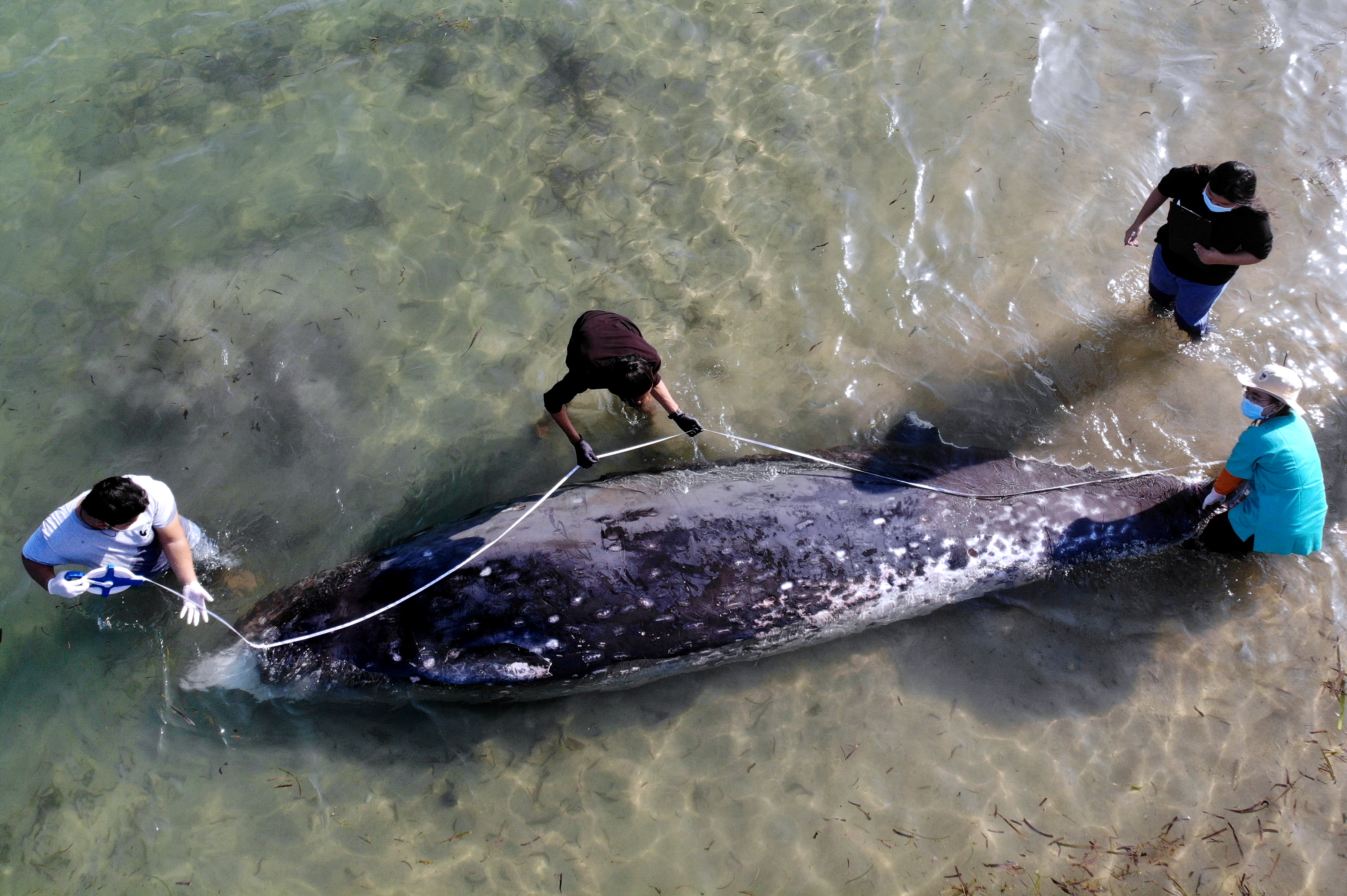 Petugas mengukur ukuran bangkai paus di Pantai Mertasari, Denpasar, Bali.
