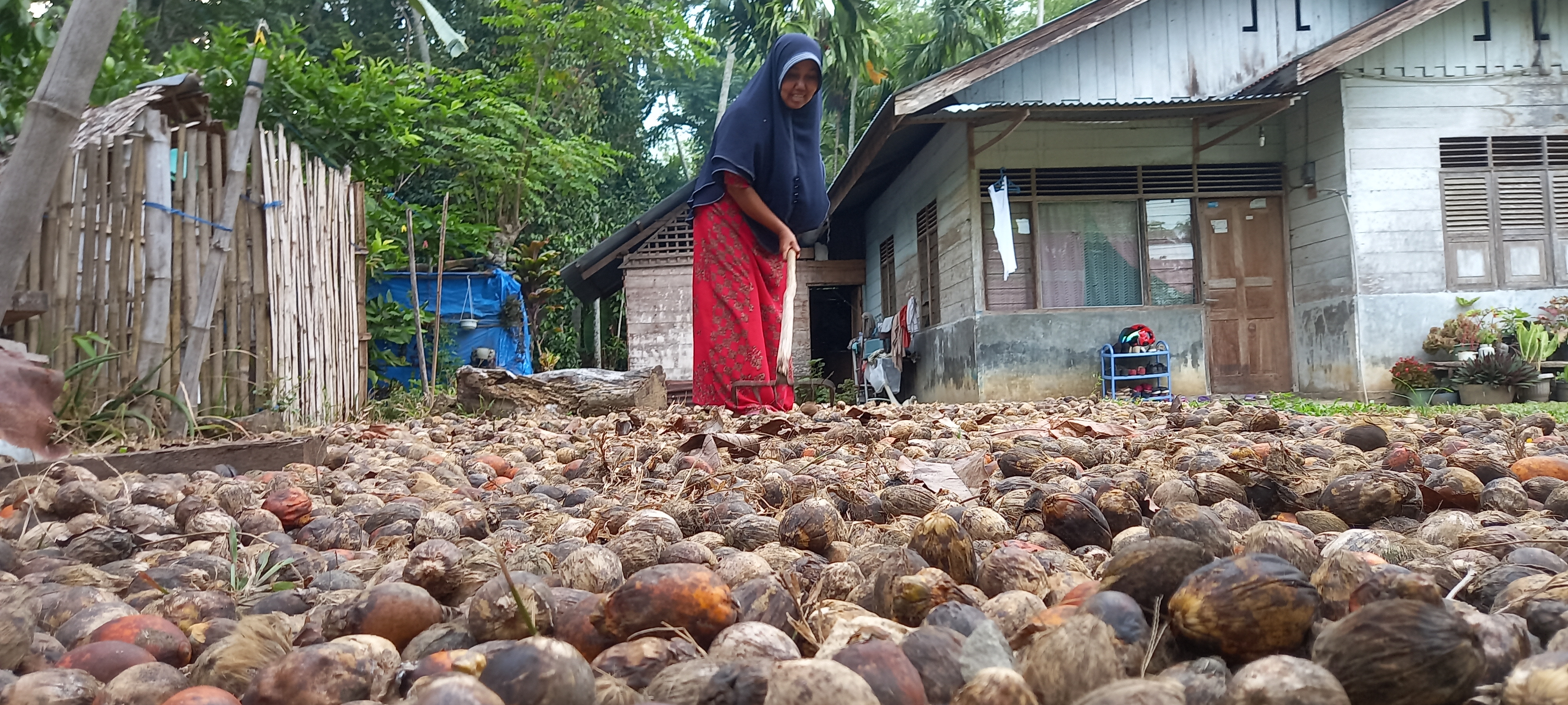 Petani sedang menjemur pinang di Kecamatan Geulumpang Tiga, Kabupaten Pidie, Provinsi Aceh