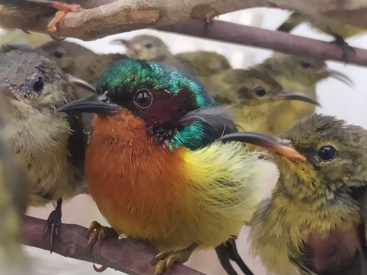 Burung kolibri adalah satu dari sembilan jenis burung dikirim secara ilegal melalui Pelabuhan Penyebrangan Tempenek, Kotawaringin, Kalteng. 