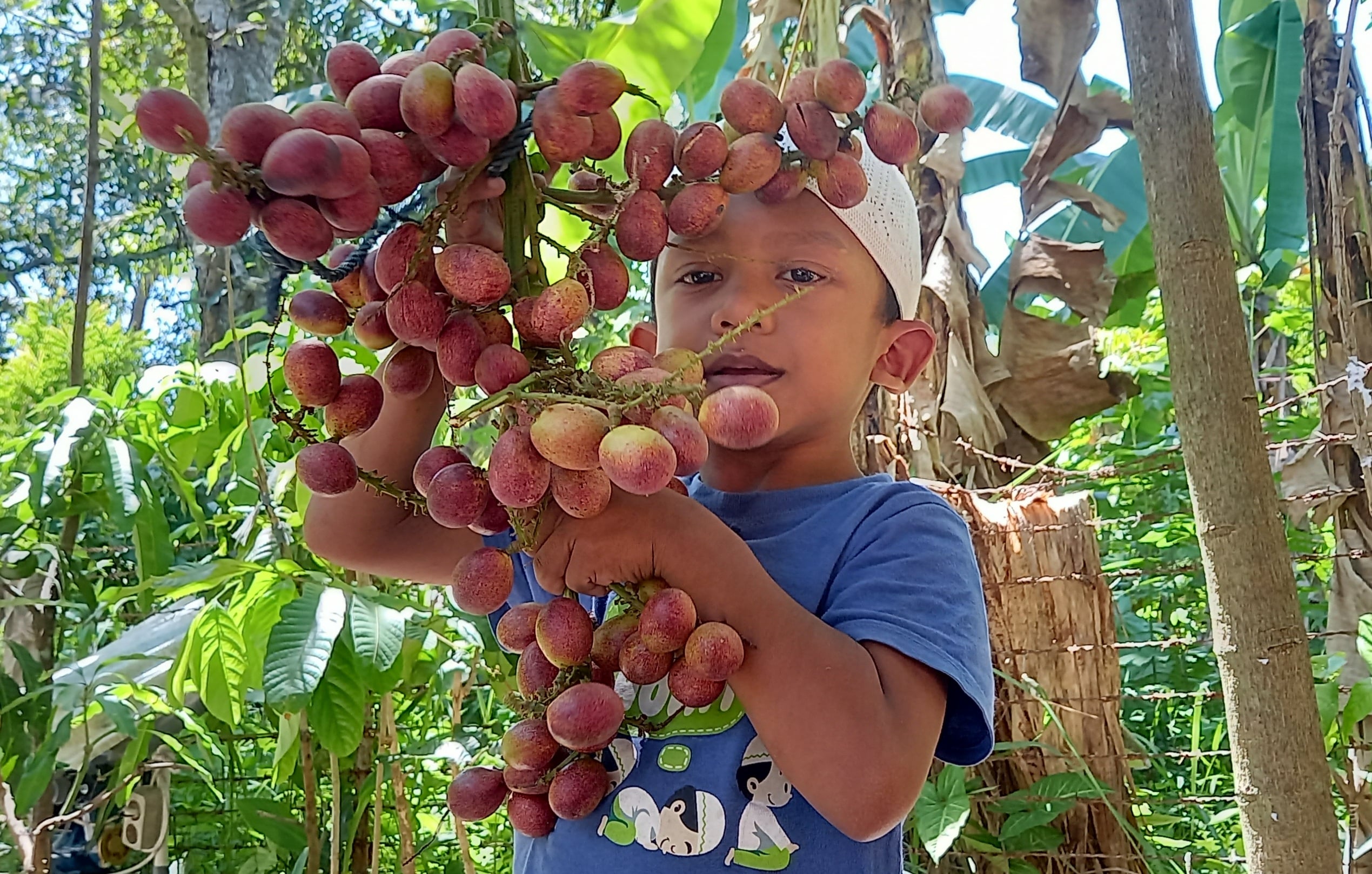  Muhammad Habibi,6, sedang memegang buah matoa yang baru di petik dari kebun di Desa Blang Garot, Kecamatan Indrajaya, Kabupaten Pidie,