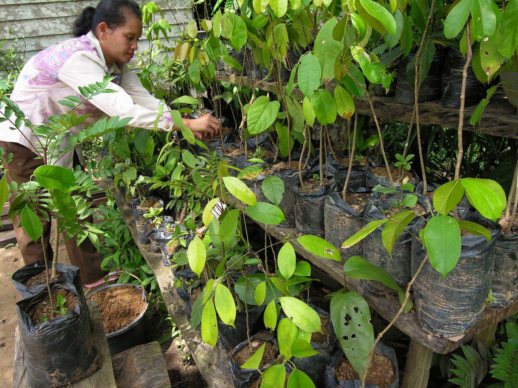 Seorang perempuan di Kelurahan Jambu Kecamatan Teweh Tengah Kabupaten Barito Utara, Kalteng, memasukkan tanah ke tanaman pasak bumi. 