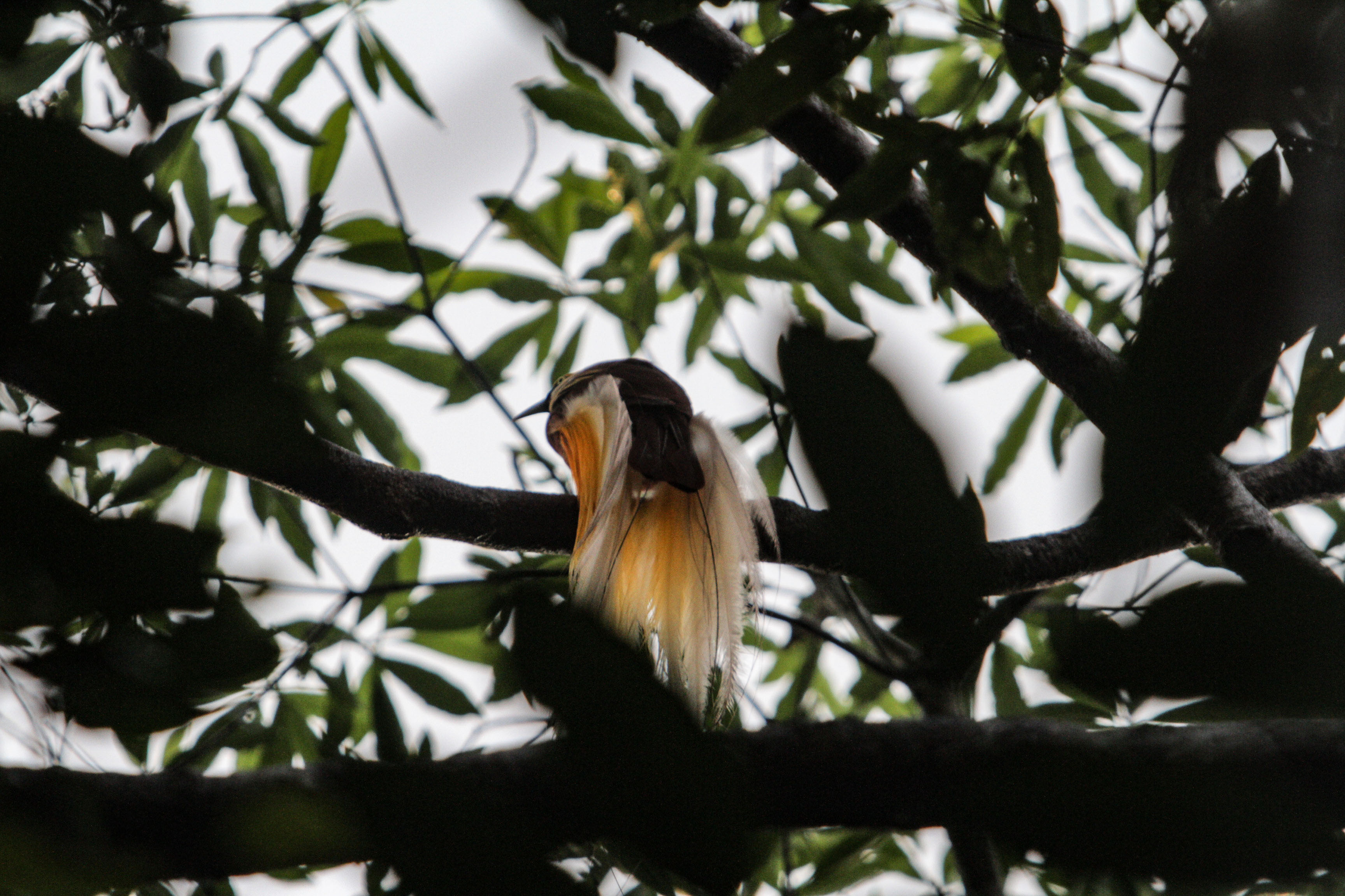 eekor burung cenderawasih bertengger diatas dahan di hutan konservasi Malagufuk, Kabupaten Sorong, Papua Barat.
