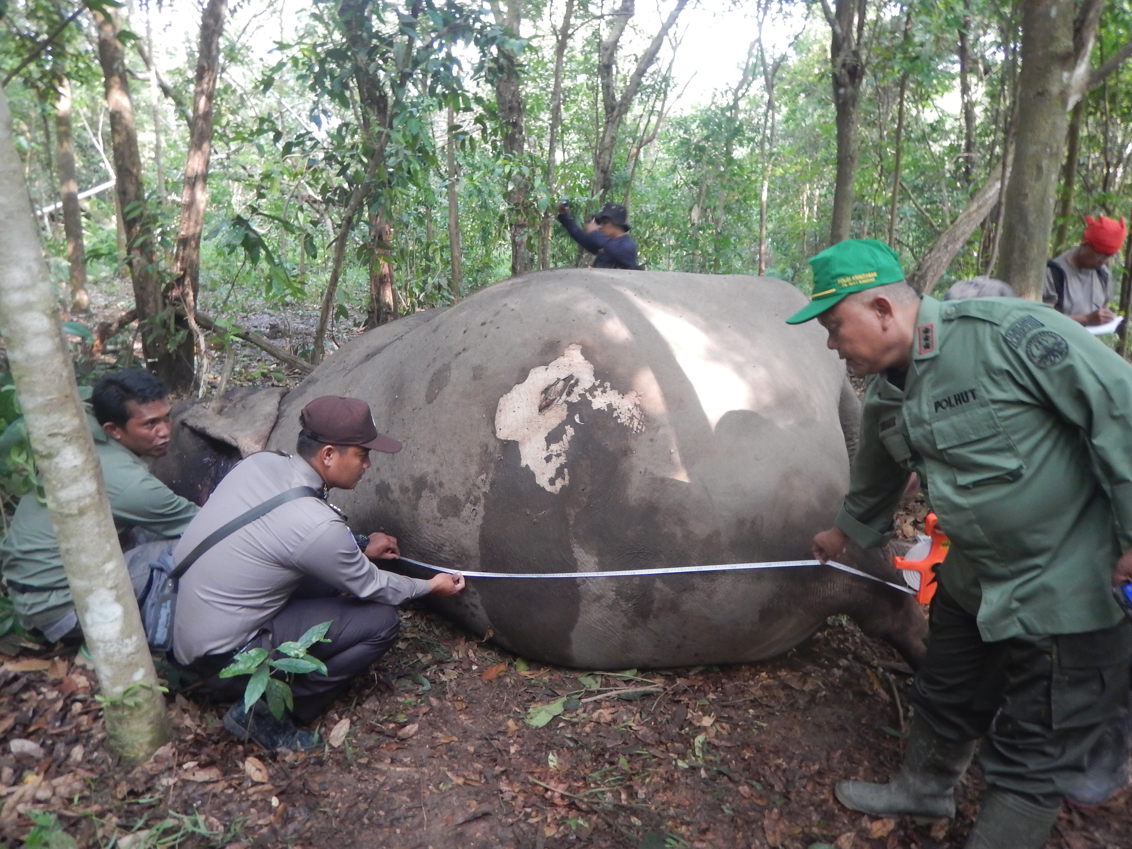 GAJAH MATI KORBAN PERBURUAN LIAR: Seekor gajah sumatra mati dan diambil gadingnya di Wilayah III Kuala Penet, Provinsi Lampung.