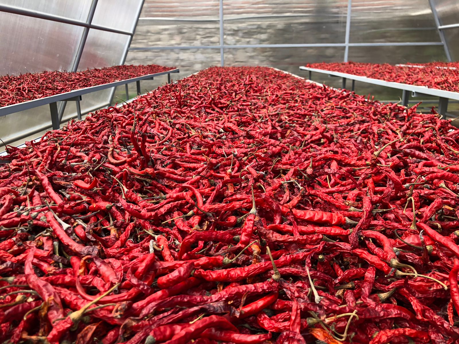 Solar Dryer Dome merupakan salah satu teknologi untuk menurunkan kadar air (moisture content) komiditas cabai.