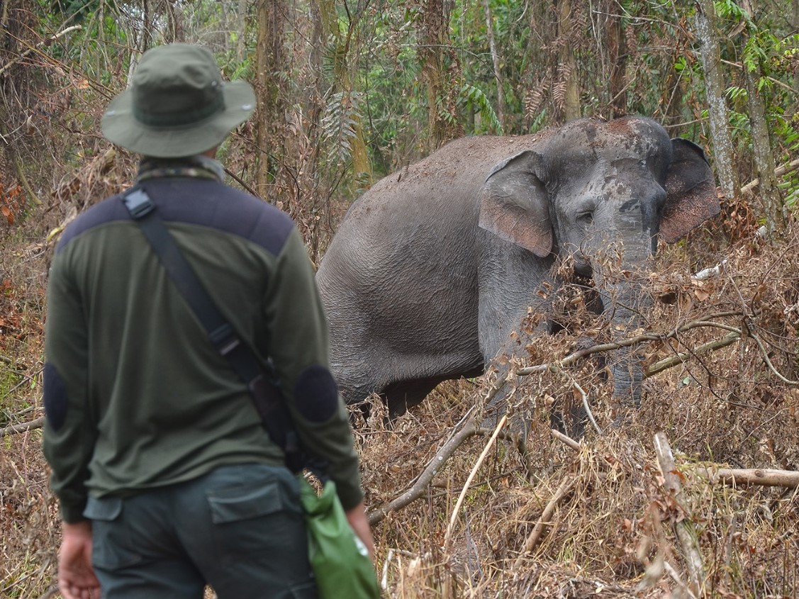 BBKSDA Riau berhasil mengobati gajah liar yang sakit di km 51, kawasan HTI PT Arara Abadi, Duri 2, Desa Koto Pait, Kecamatan Tualang Mandau.