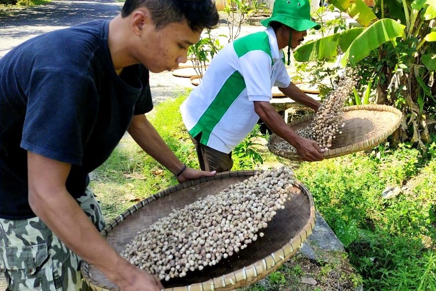 Mampu Menghasilkan Laba Berulang Kali, Kementan Dorong Pertanaman Kapulaga