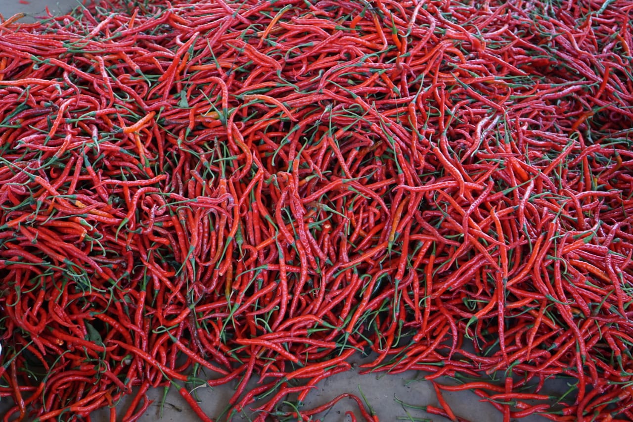 Menyikapi fluktuasinya harga cabai, Direktorat Jenderal Hortikultura mengadakan virtual literacy untuk berbagi pengalaman pola tanam.