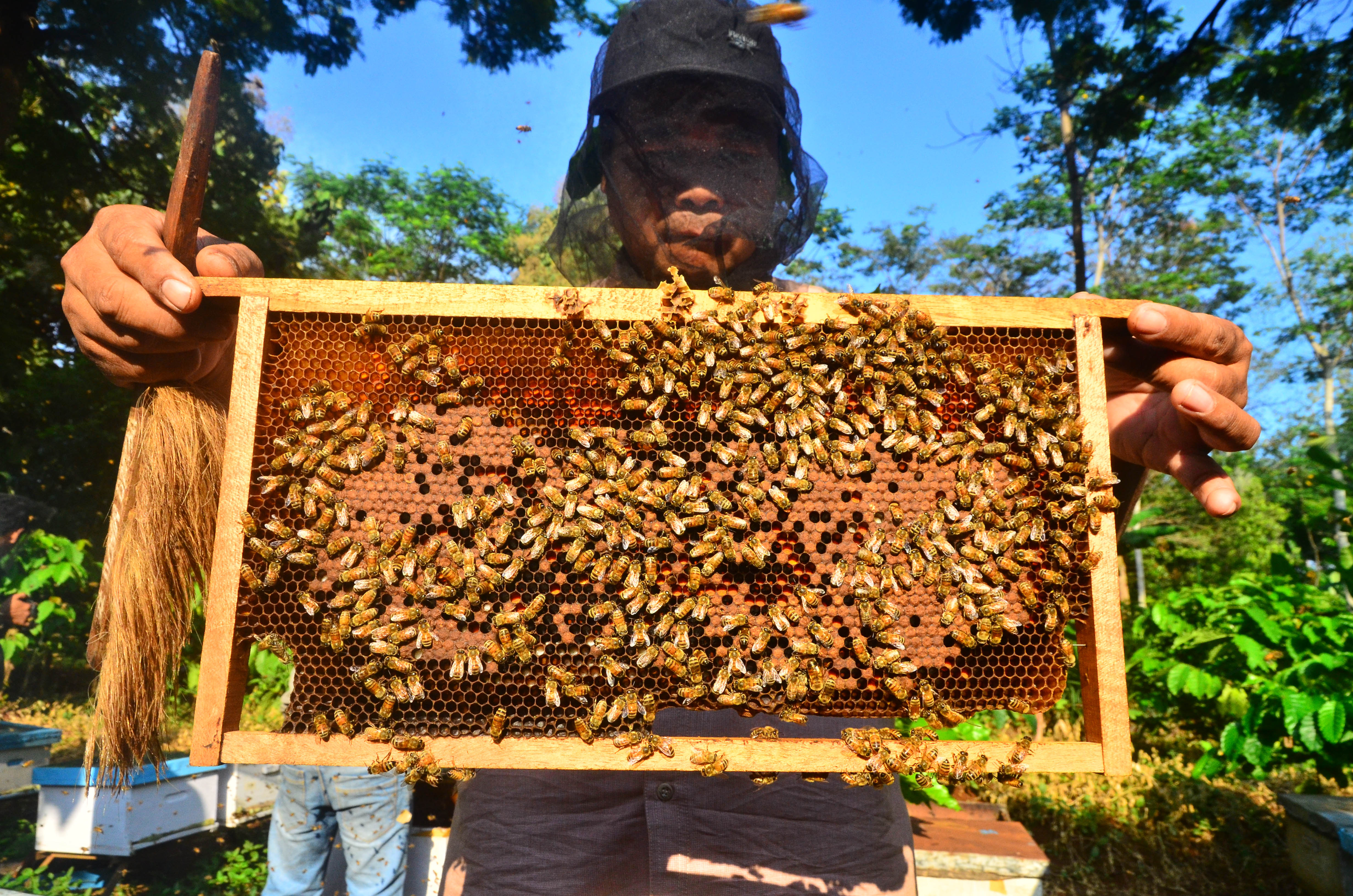 Sarang lebah madu (Apis mellifera).