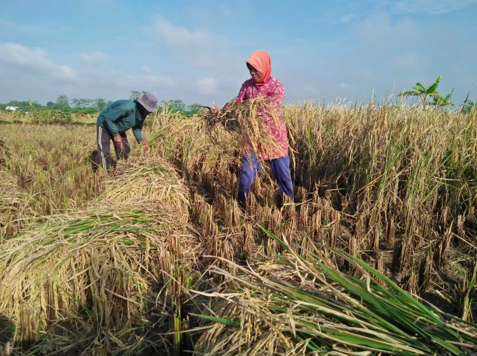 Petani makin sejahtera jika NTP dan NTUP naik terus.