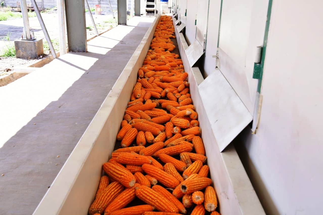 Peternak Lampung Timur Sumringah Dapat 200 ton Jagung