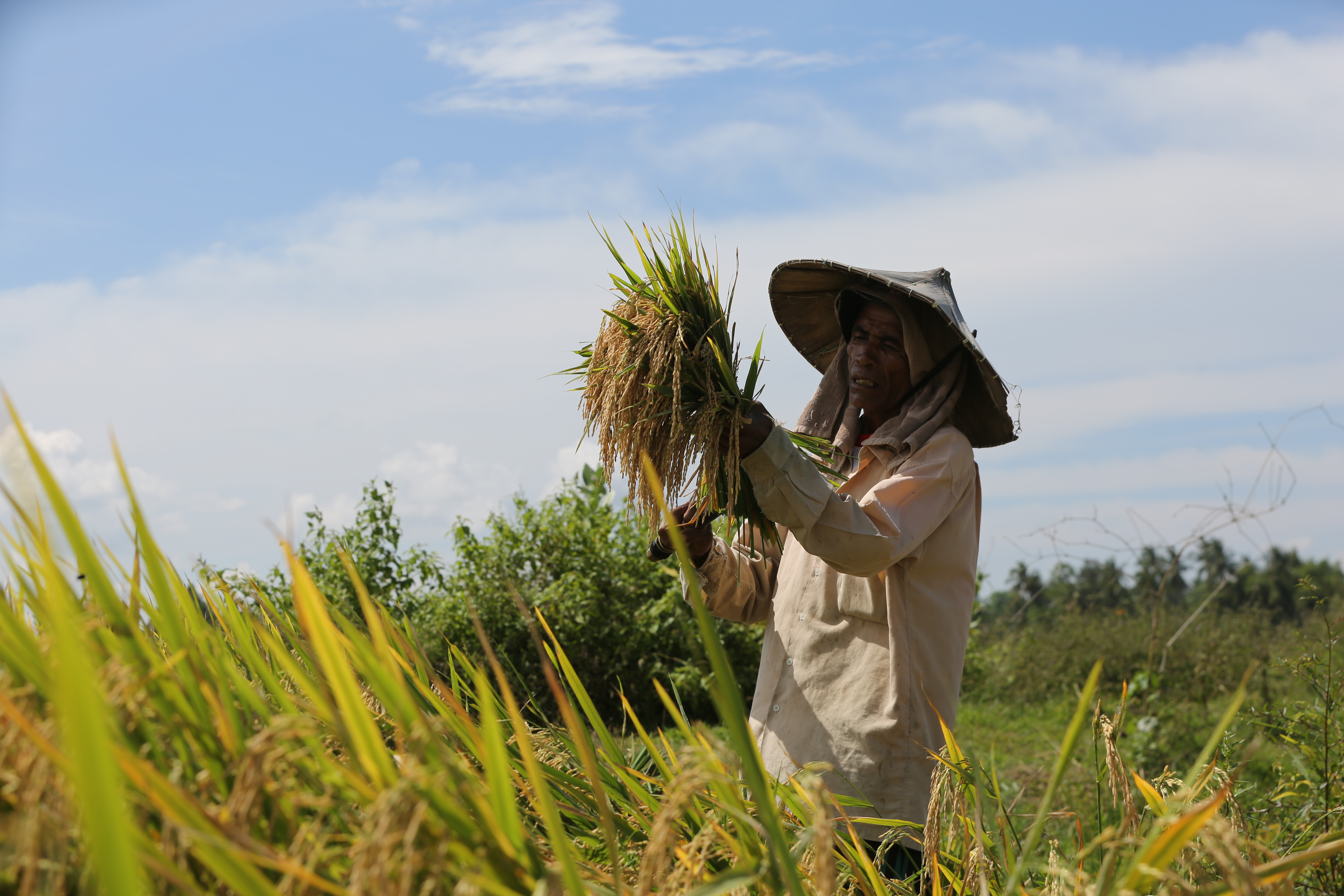 Petani padi sedang memanen hasil usahanya
