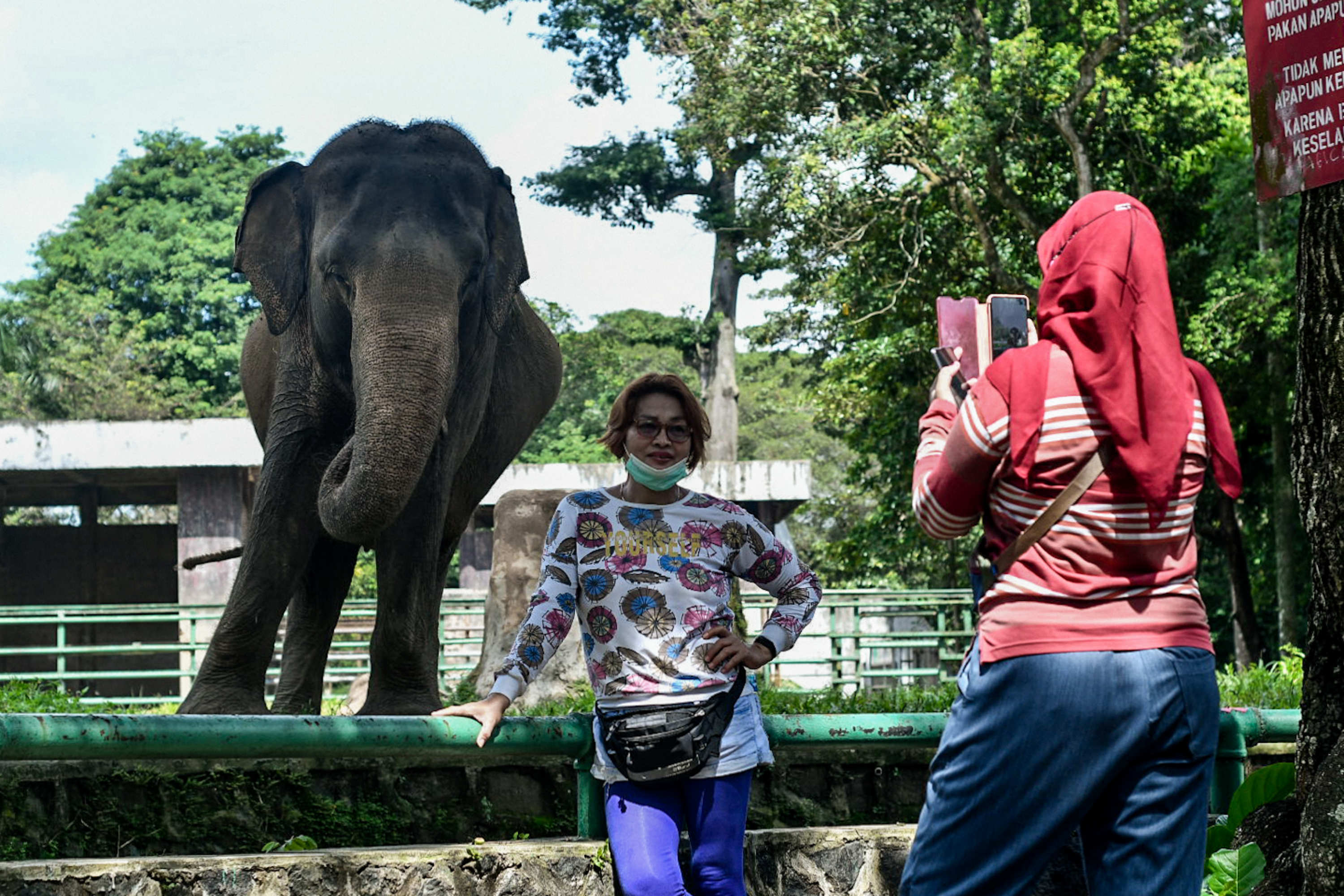 Pengunjung mendokumentasikan aktivitas satwa di Taman Margasatwa Ragunan pada Maret lalu.