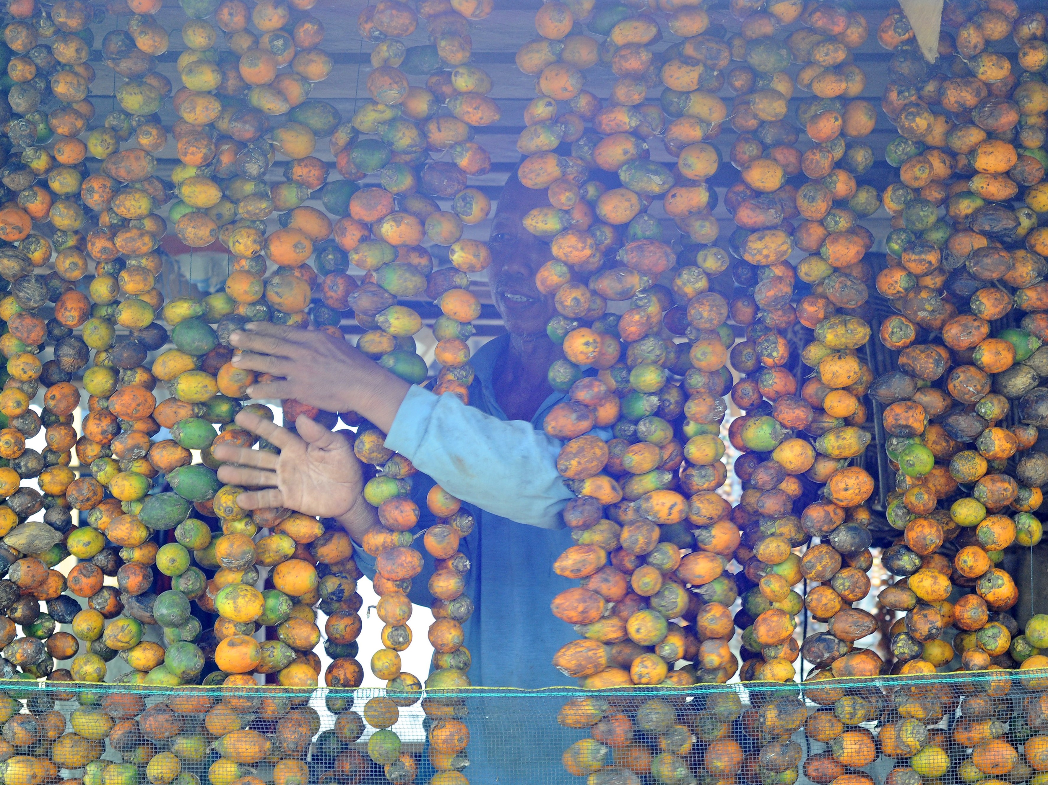 Petani merapikan buah pinang yang dijemur di Kampung Singkep, Muara Sabak Barat, Tanjungjabung Timur, Jambi.