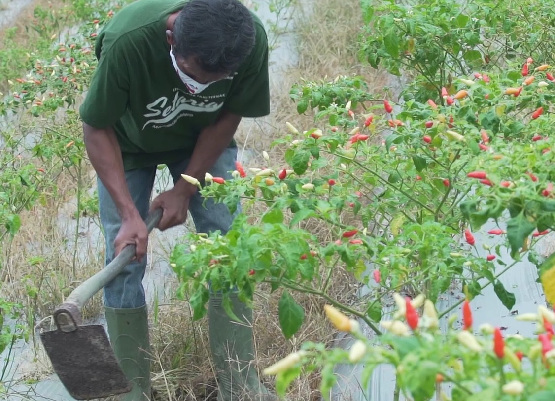 Tante Siska dan Peningkatan Kesejahteraan Petani di Sangasanga