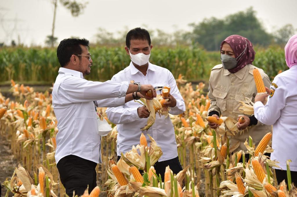 Mentan SYL panen jagung di Kabupaten Grobogan 