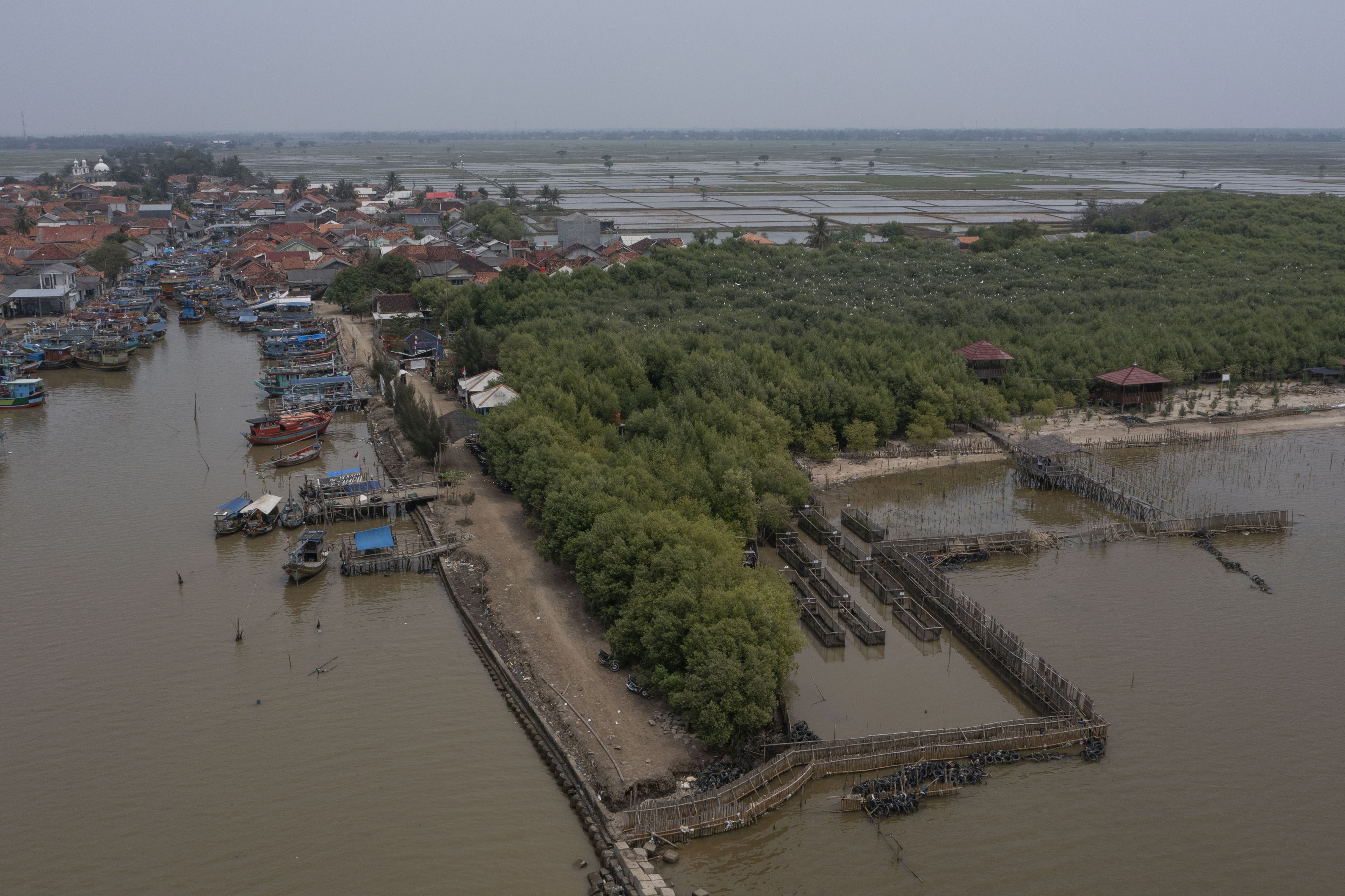 Mangrove di Pantai Pasir Putih, kampung nelayan di Desa Sukajaya, Kecamatan Cilamaya Kulon, Karawang, Jawa Barat, Jumat (3/9/2021)