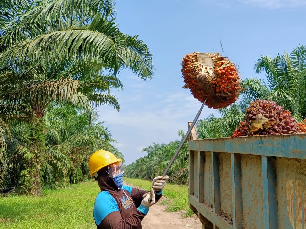 Kebun PT HSK Dapat Sertifikat ISPO
