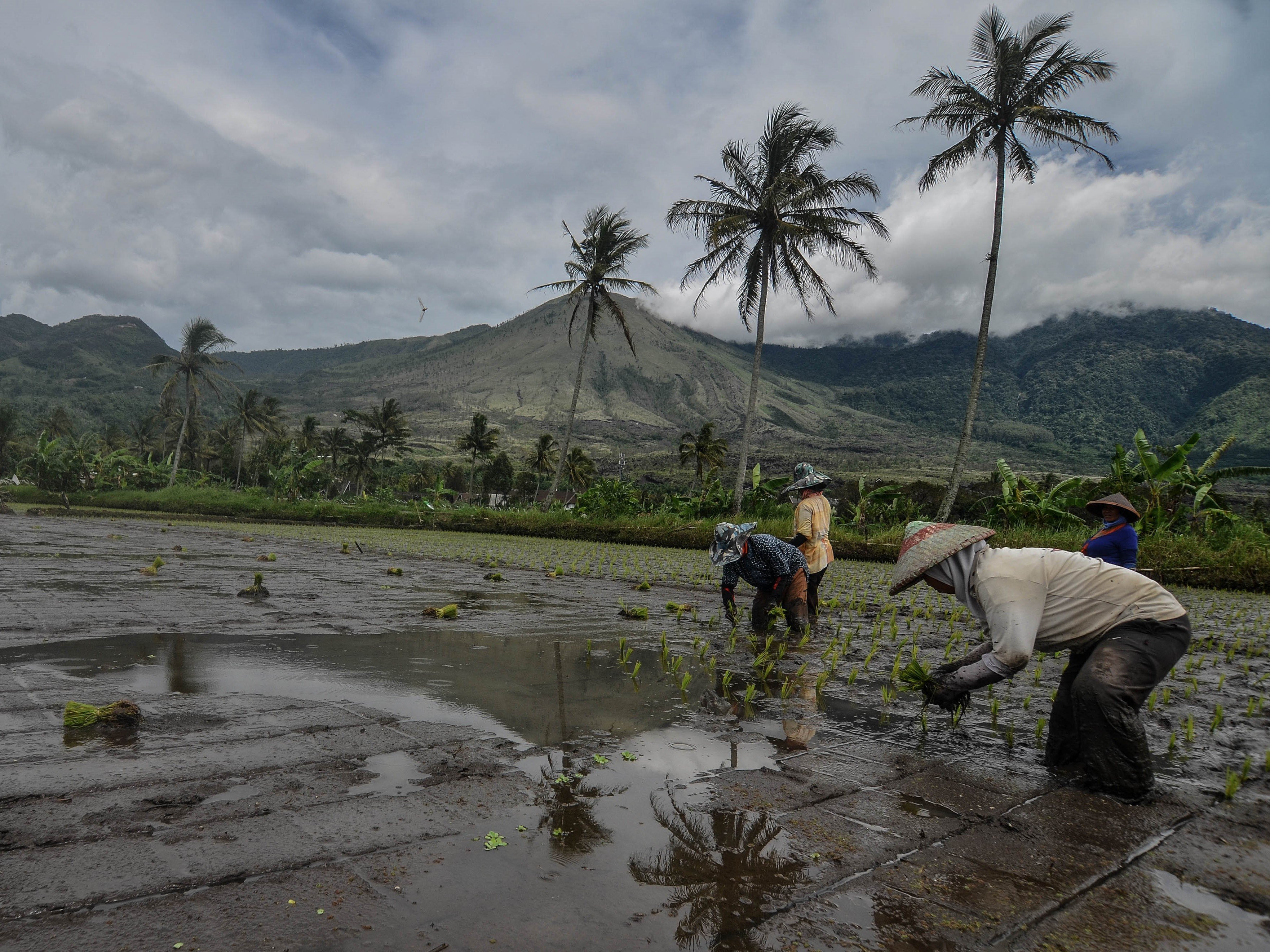 Petani menanam padi dengan latar belakang Gunung Guntur di Desa Rancabango, Kabupaten Garut, Jawa Barat.