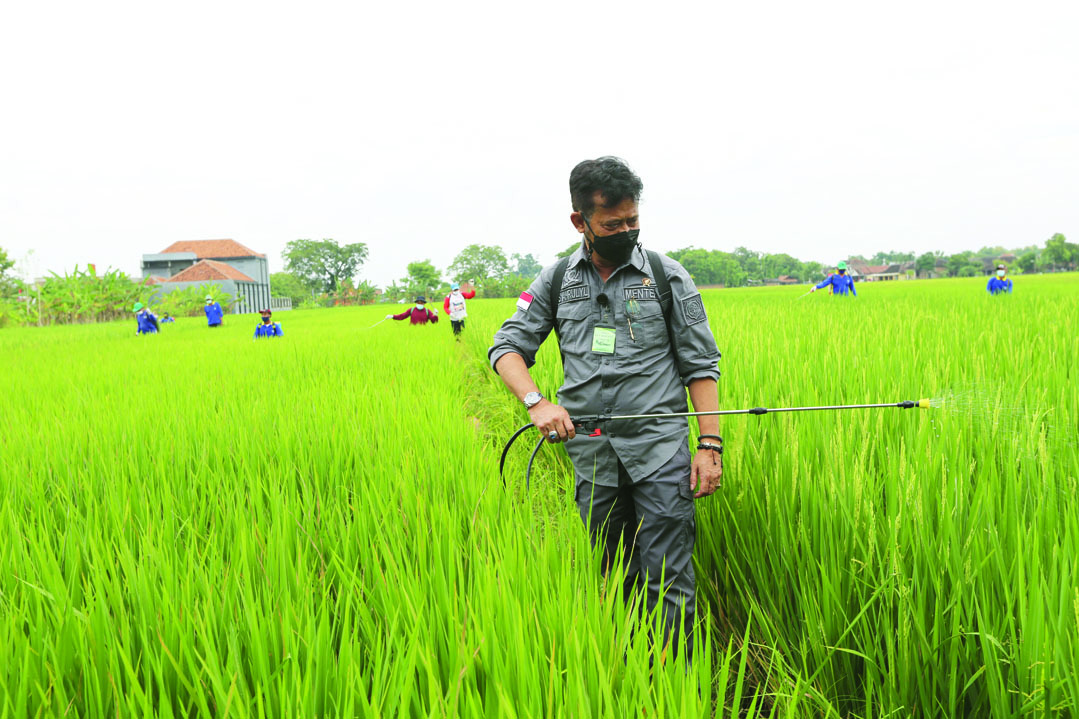 Mentan Syahrul Yasin Limpo turut melakukan penyemprotan padi.