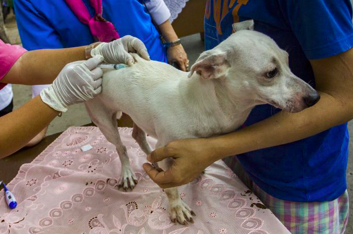 Petugas memeriksa hewan peliharaan anjing, antisipasi rabies.