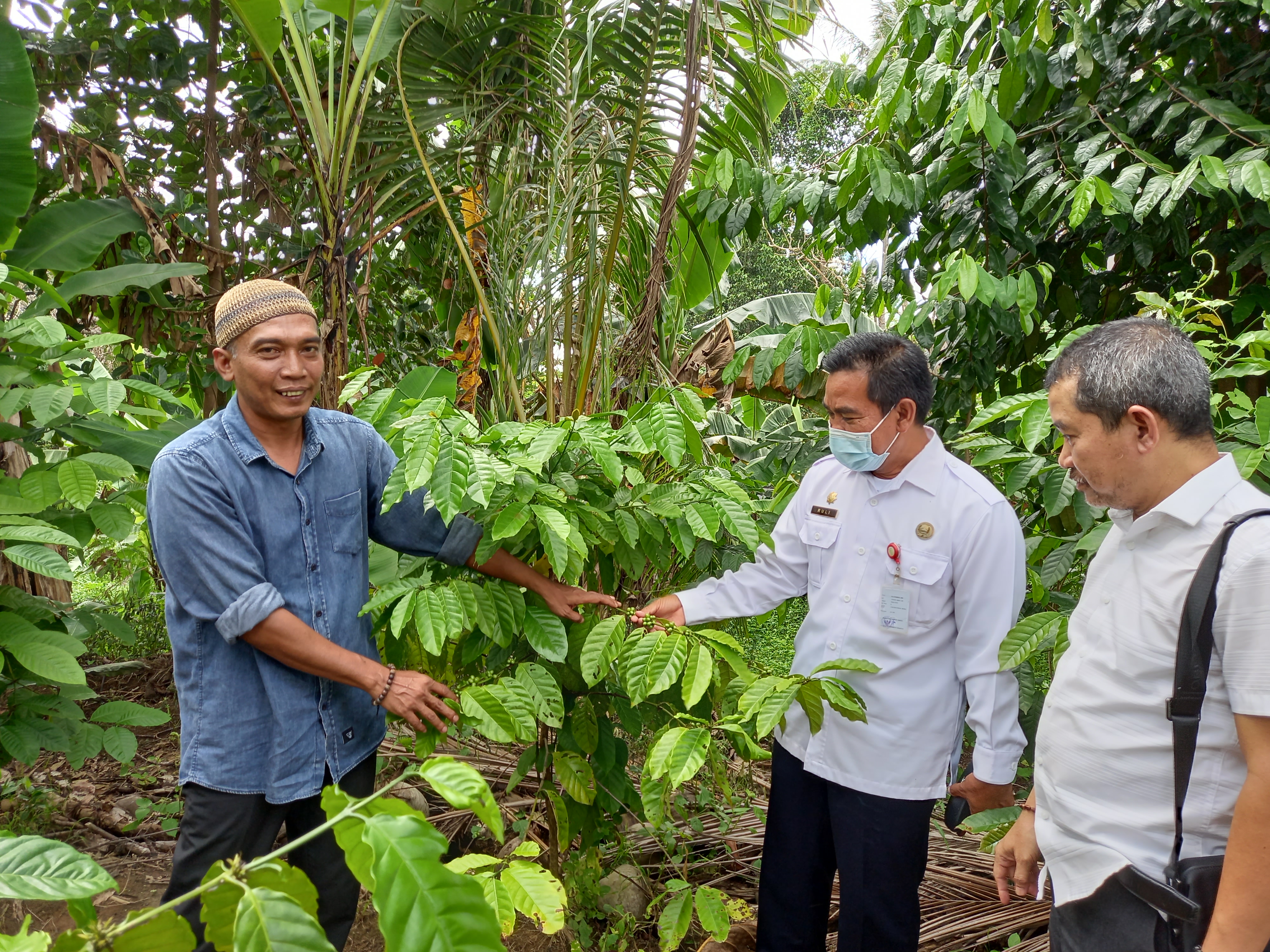 Kadis Perindag Hulu Sungai Tengah, Kalsel Sahruli (tengah) saat meninjau perkebunan kopi.