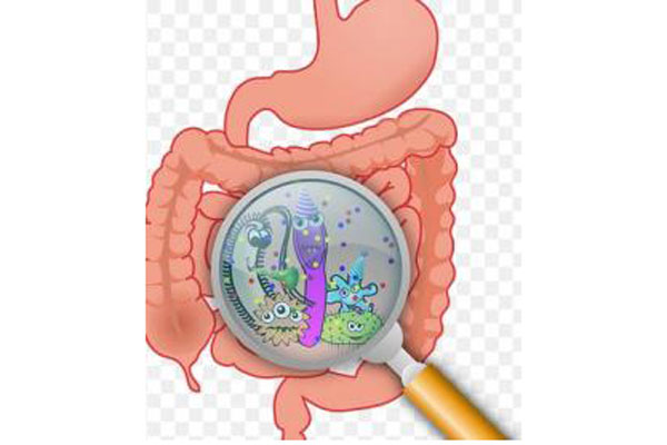 Bakteri pada organ pencernaan