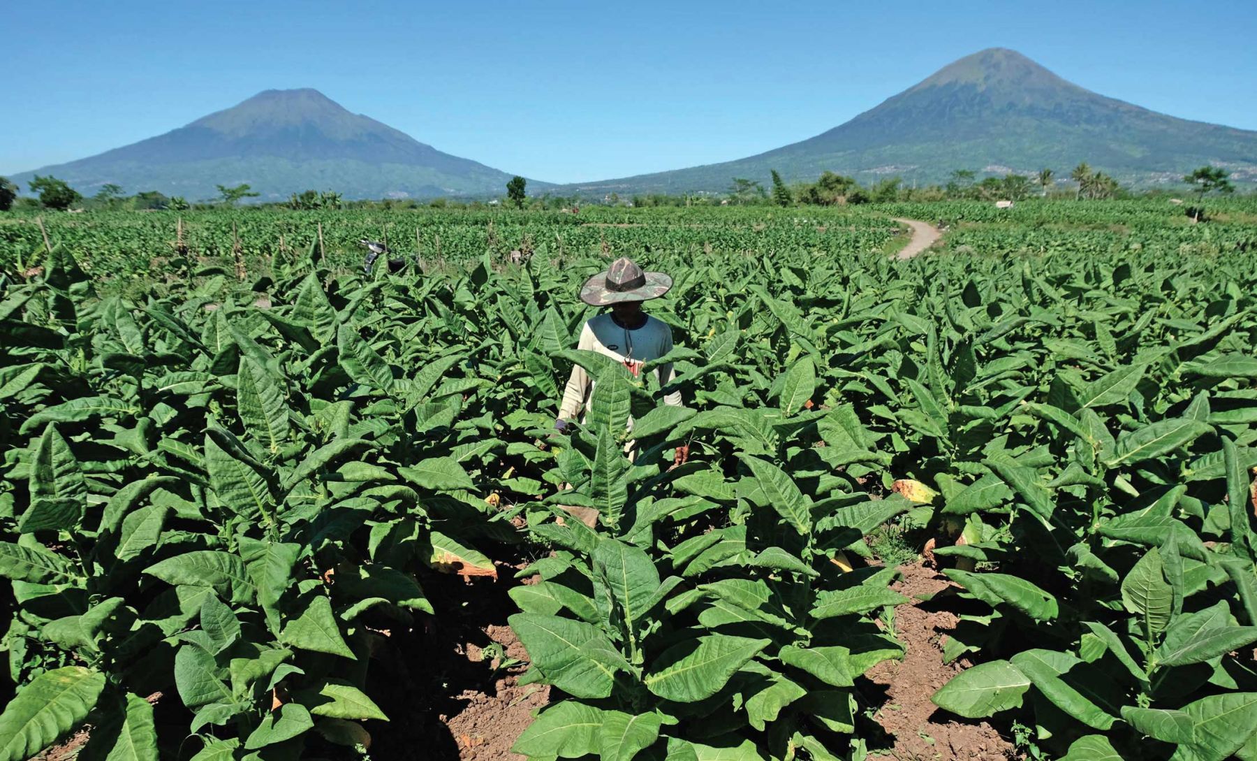 Petani tembakau di Temanggung