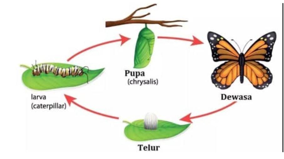 Metamorfosis sempurna pada kupu-kupu
