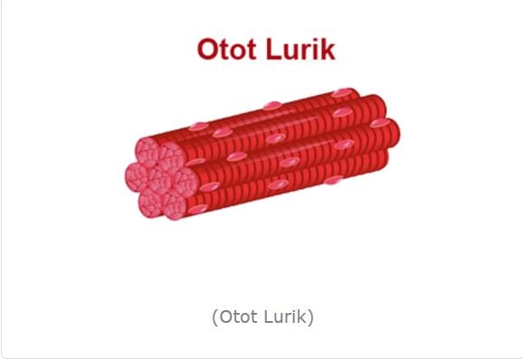 otot lurik