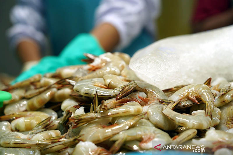 Komoditas udang Mimika