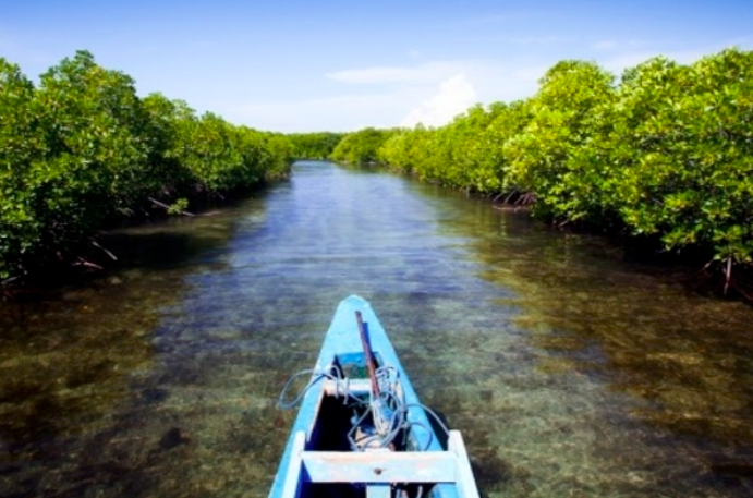 Ilustrasi -- Hutan Mangrove