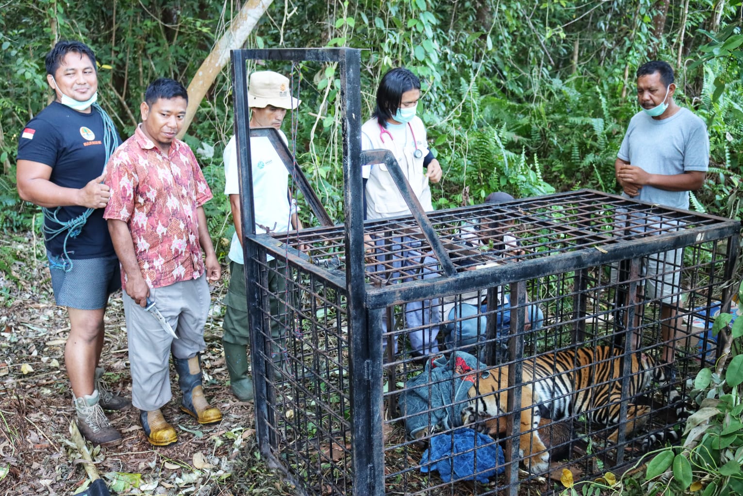 BBKSDA Riau menangkap seekor harimau sumatera di Kampung Teluk Lanus, Siak, Riau, Kamis (9/9). 