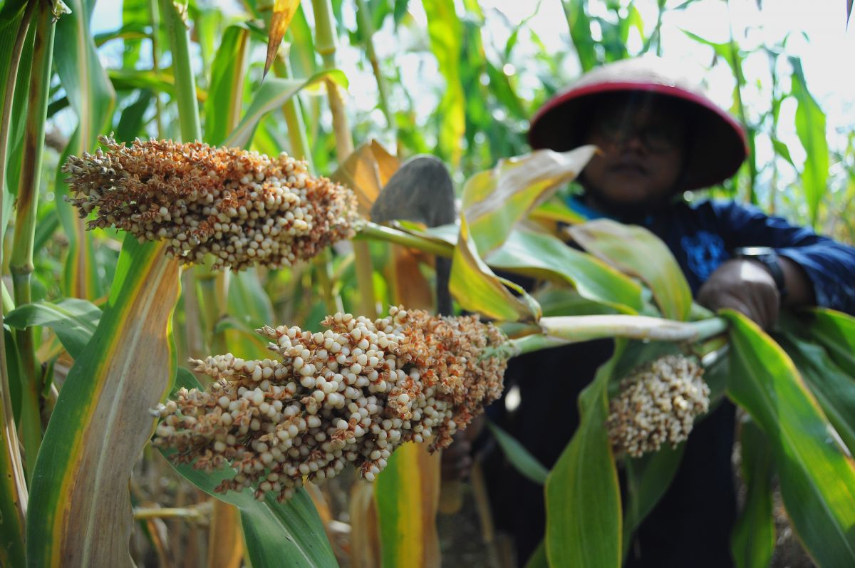 Petani memanen tanaman sorgum, pangan alternatif pengganti beras dan jagung. 