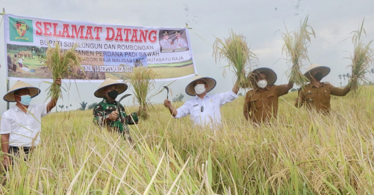 Panen padi di Simalungun, Sumut. 