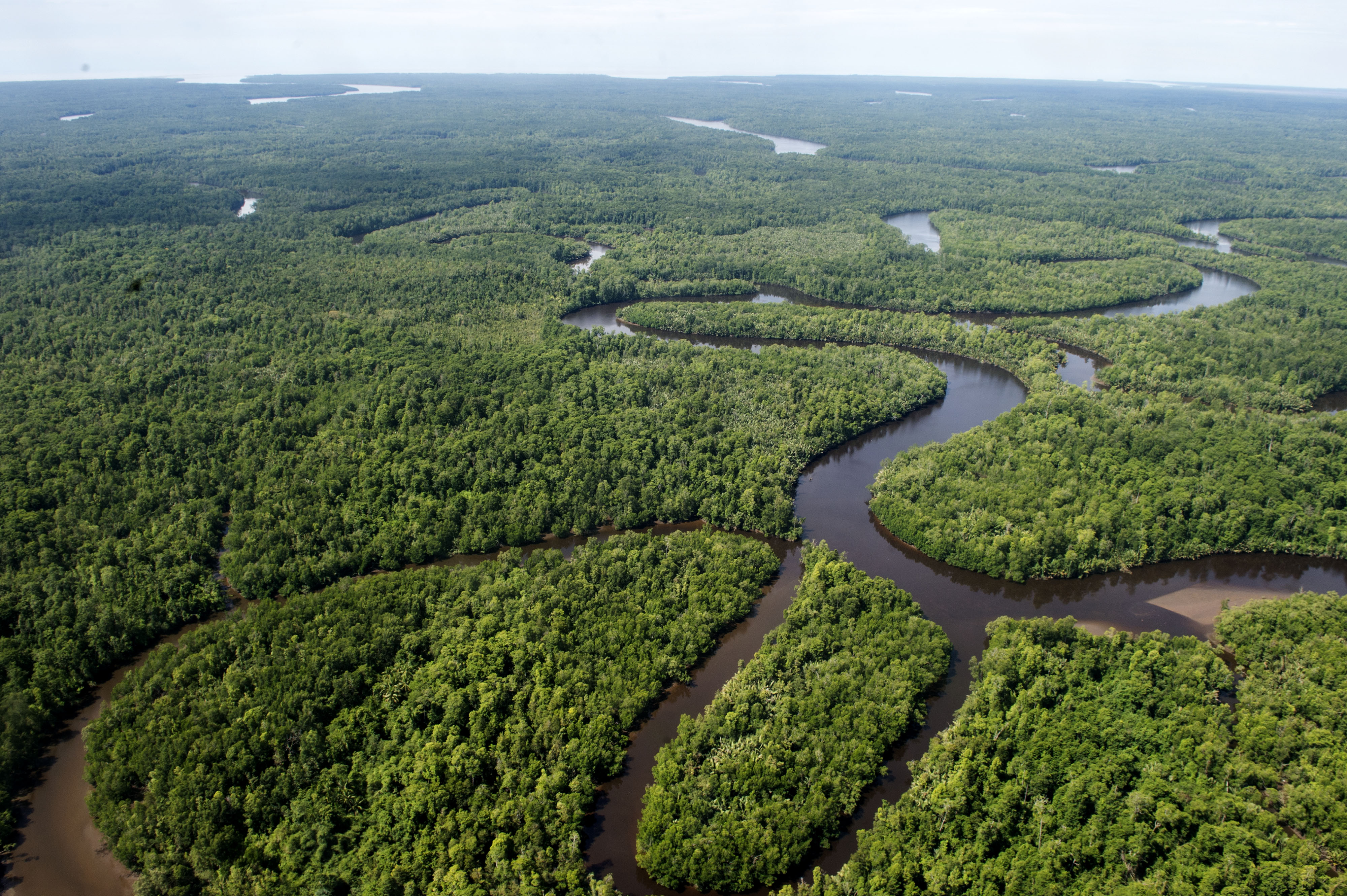 Foto udara kawasan hutan di Kabupaten Mmika, Papua