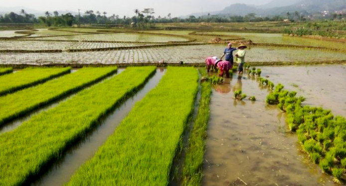 Petani menanam bibit padi di areal persawahan di Tasikmalaya.