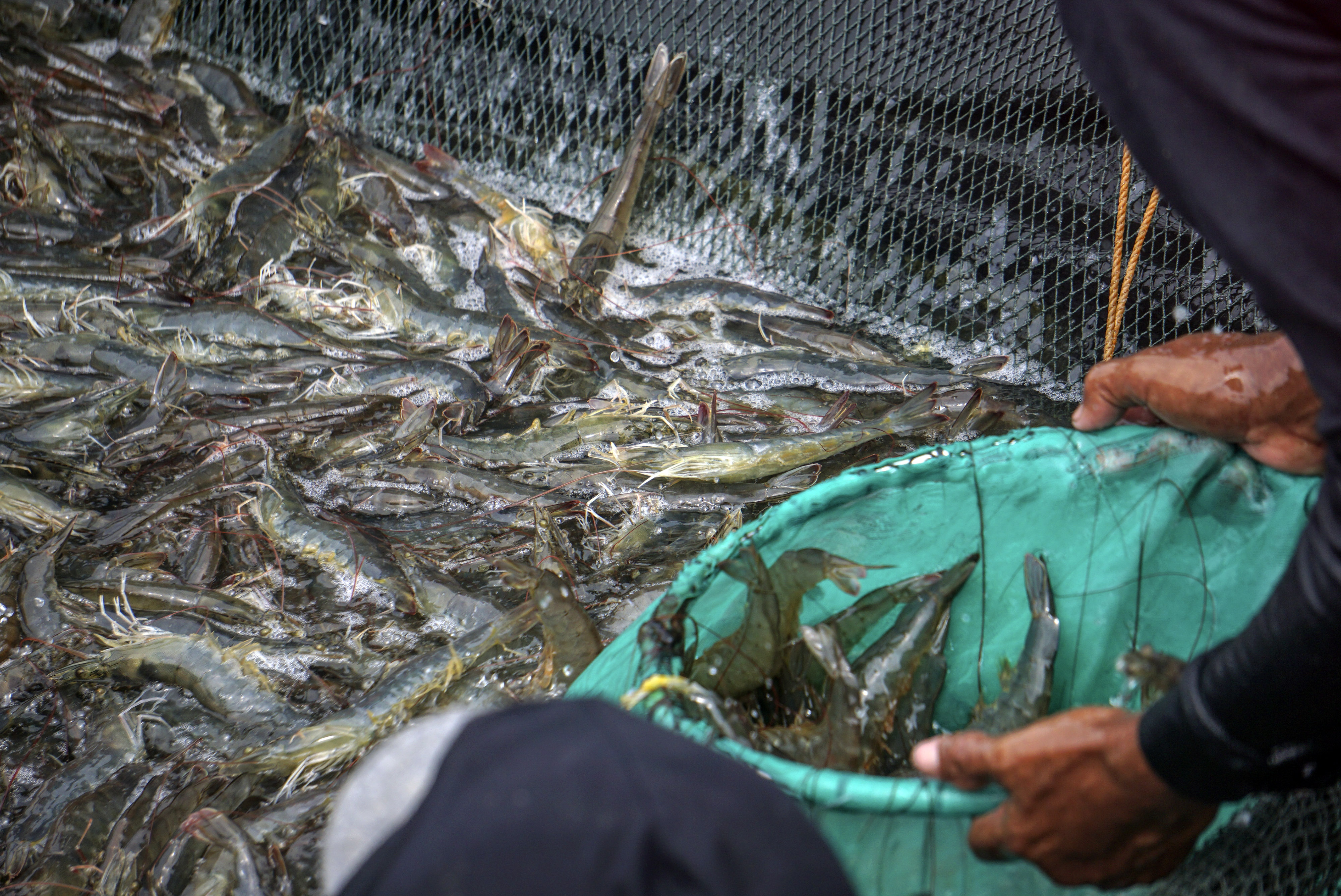 Warga memanen udang vaname di tambak wilayah Kabupaten Pekalongan, Jawa Tengah.