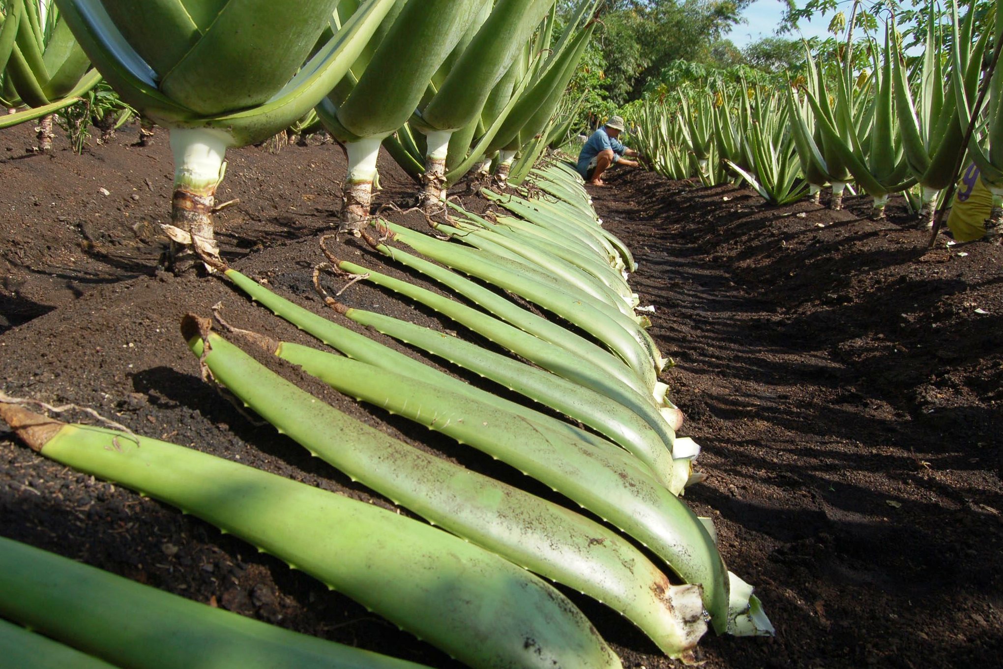 Lidah buaya (Aloe barbadensis M)