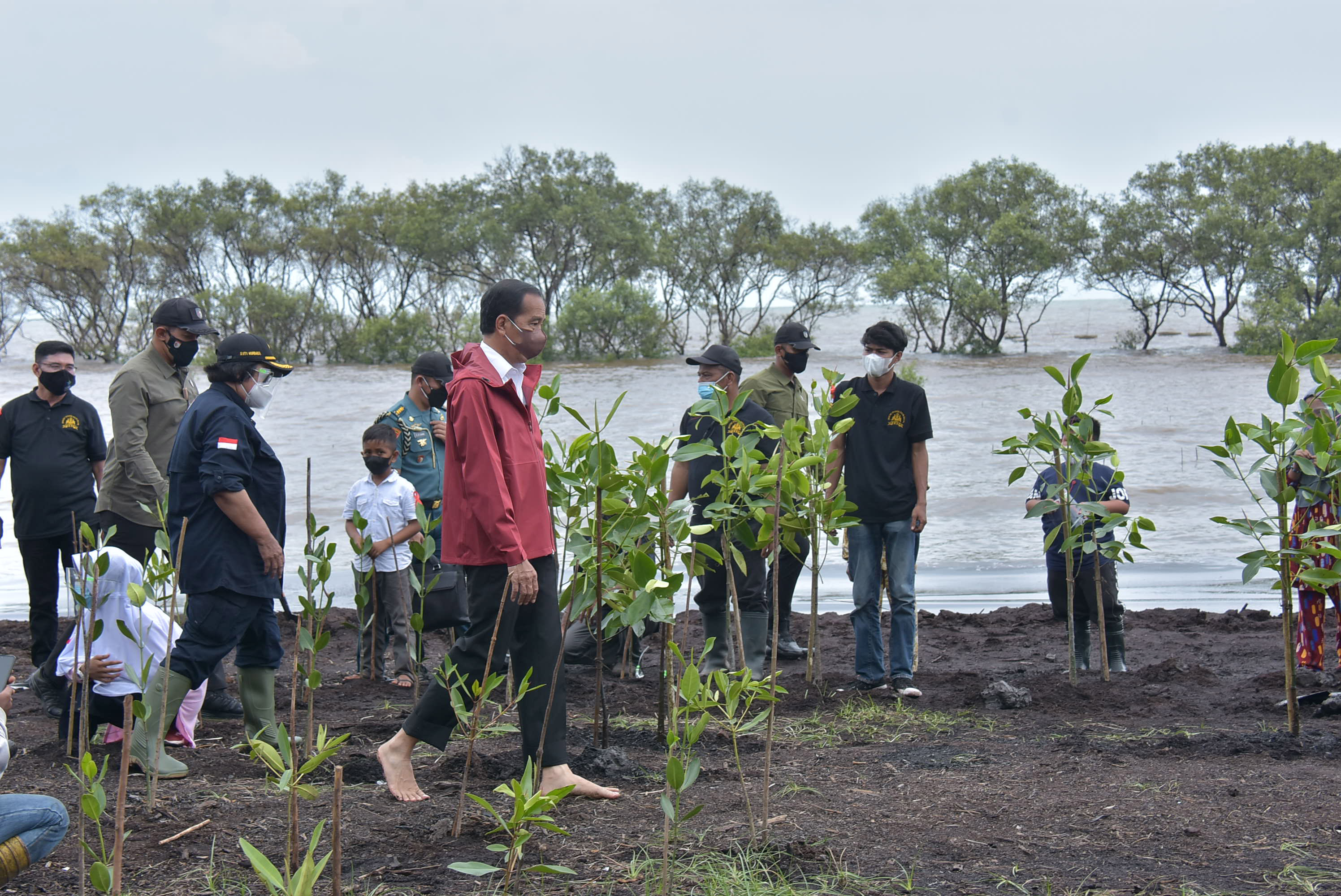 Presiden Joko Widodo meninjau penanaman Mangrove di Riau