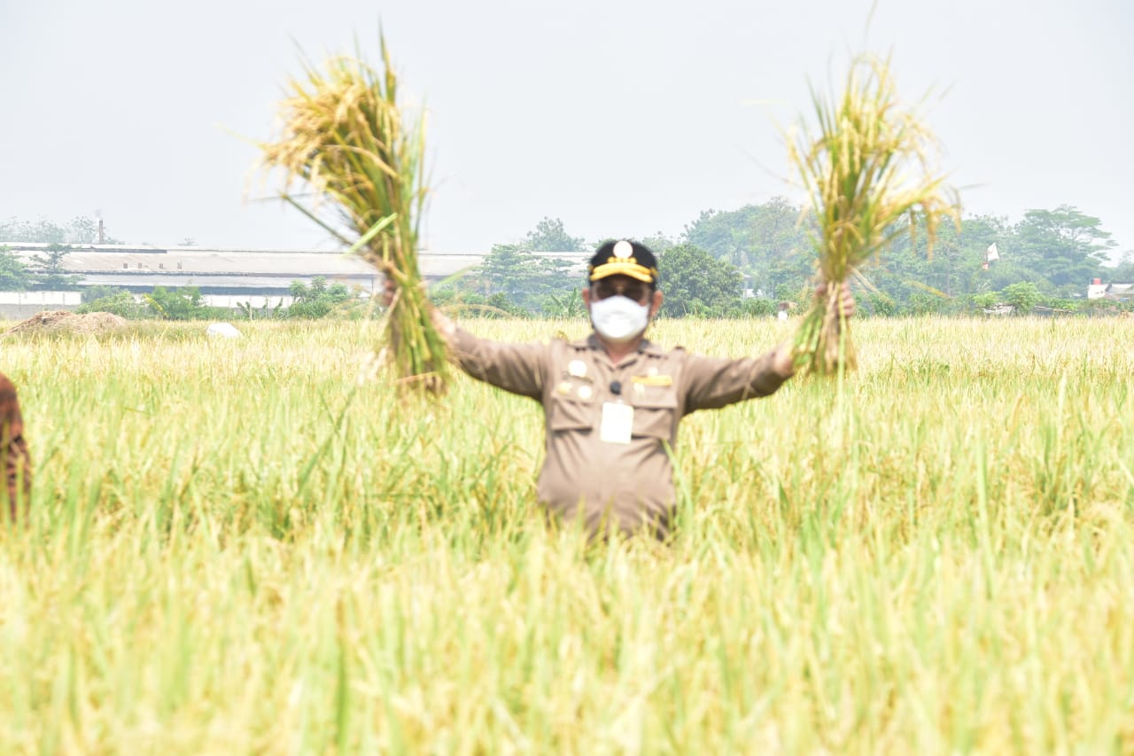 Menteri Pertanian Syahrul Yasin Limpo saat menghadiri panen raya padi. 