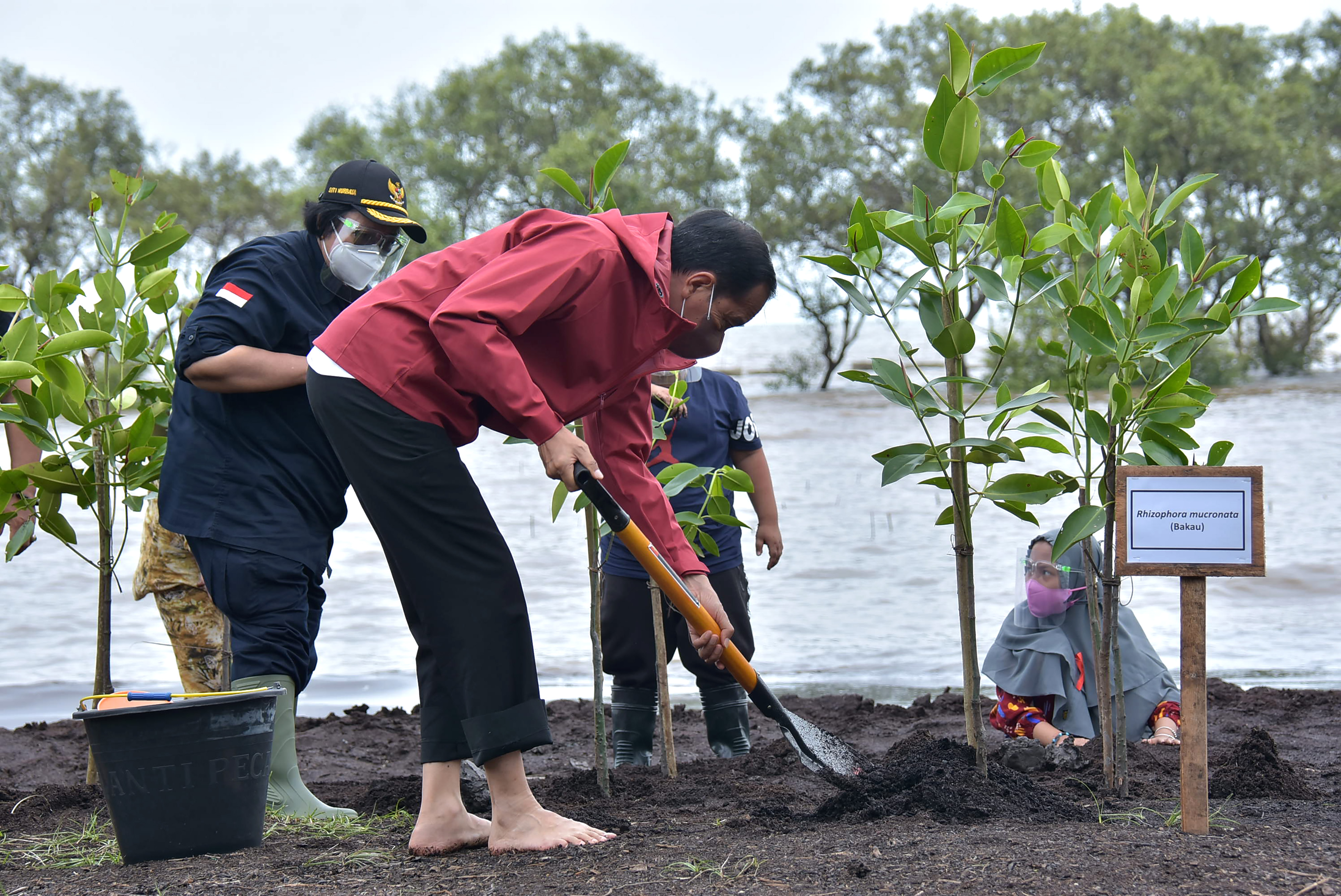 Presiden Joko Widodo (kanan) didampingi Menteri Lingkungan Hidup dan Kehutanan Siti Nurbaya melakukan penanaman mangrove di Bengkalis, Riau.