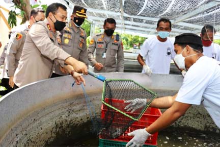 Kapolda Jateng Irjen Pol Ahmad Luthfi panen ikan lele yang dibudidayakan Polsek Polokarto. 