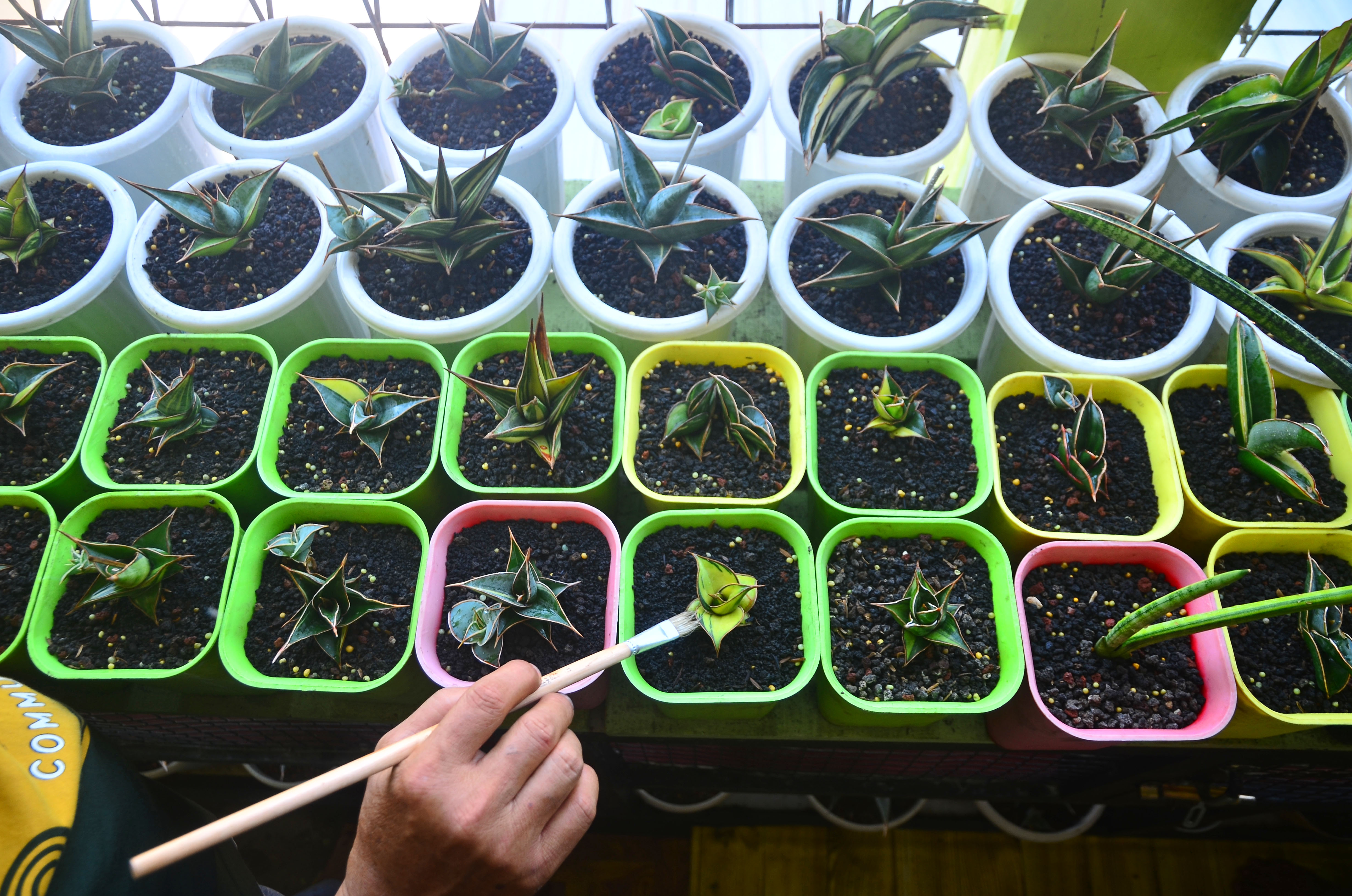 Warga menyiram tanaman Sansevieria (Dracaena trifasciata) atau lidah mertua di Desa Kaliputu, Kudus, Jawa Tengah, Minggu (15/8/2021)