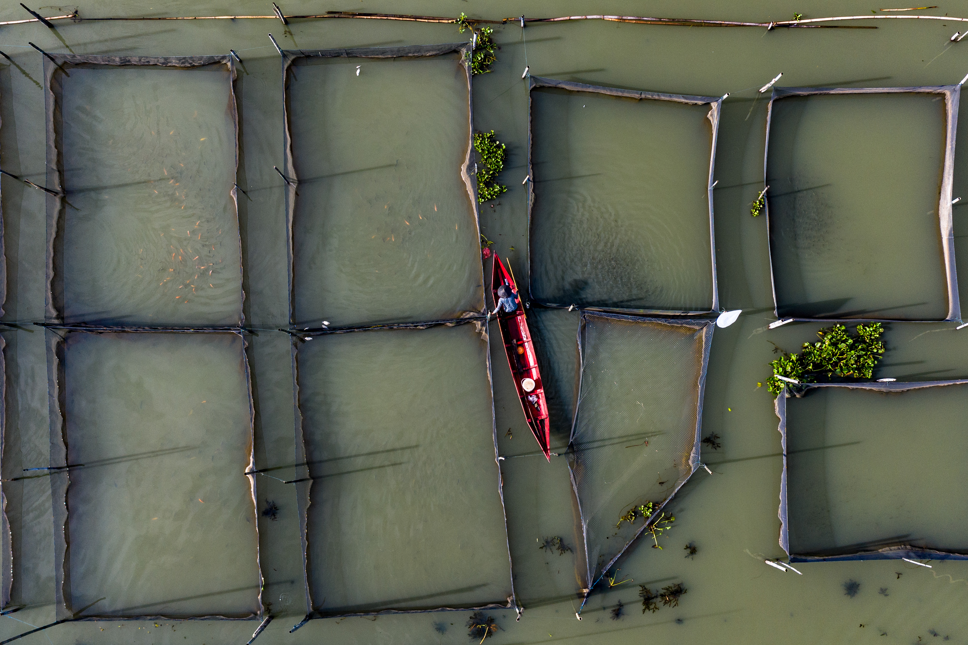 Kalsel menfokuskan pengembangan perikanan budidaya di lahan basah atau rawa.