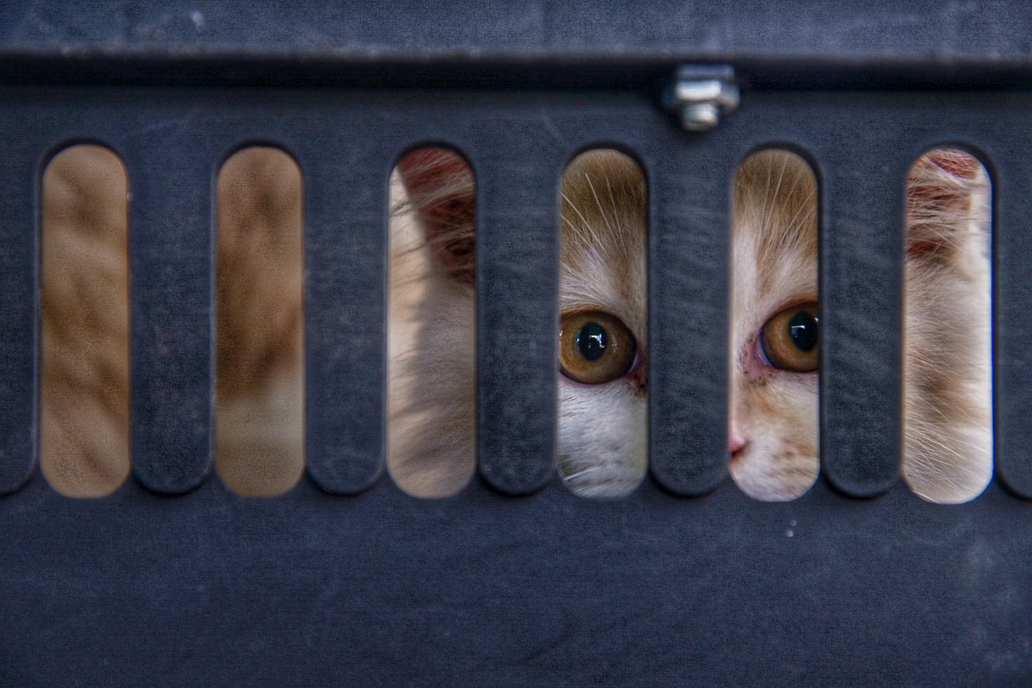 Seekor kucing menunggu di kandang untuk disuntik rabies