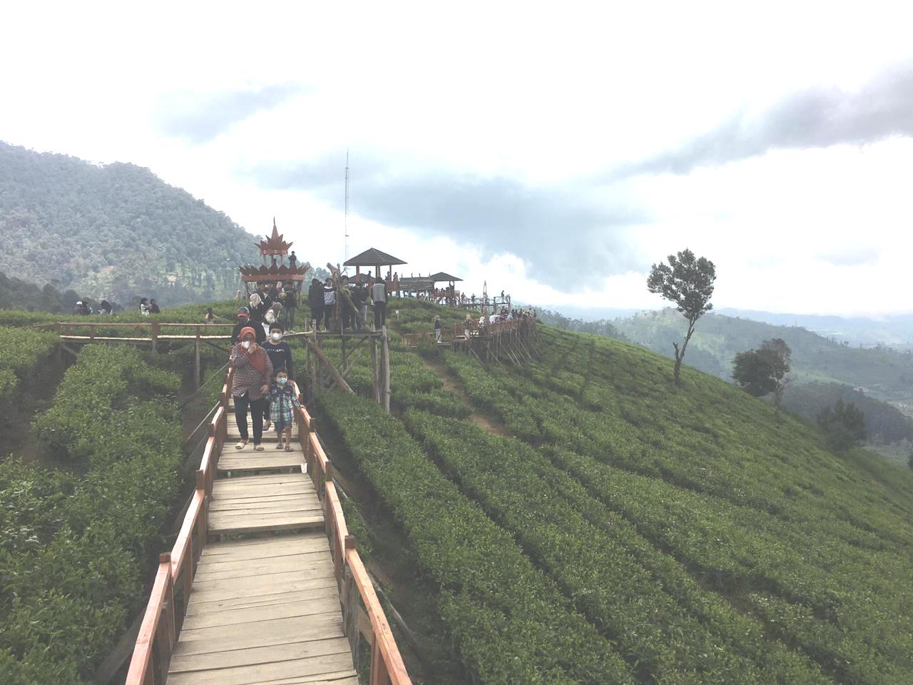 Suasana kebun teh Wayang Windu di Pengalengan, Jawa Barat, yang menjadi salah satu destinasi wisata.