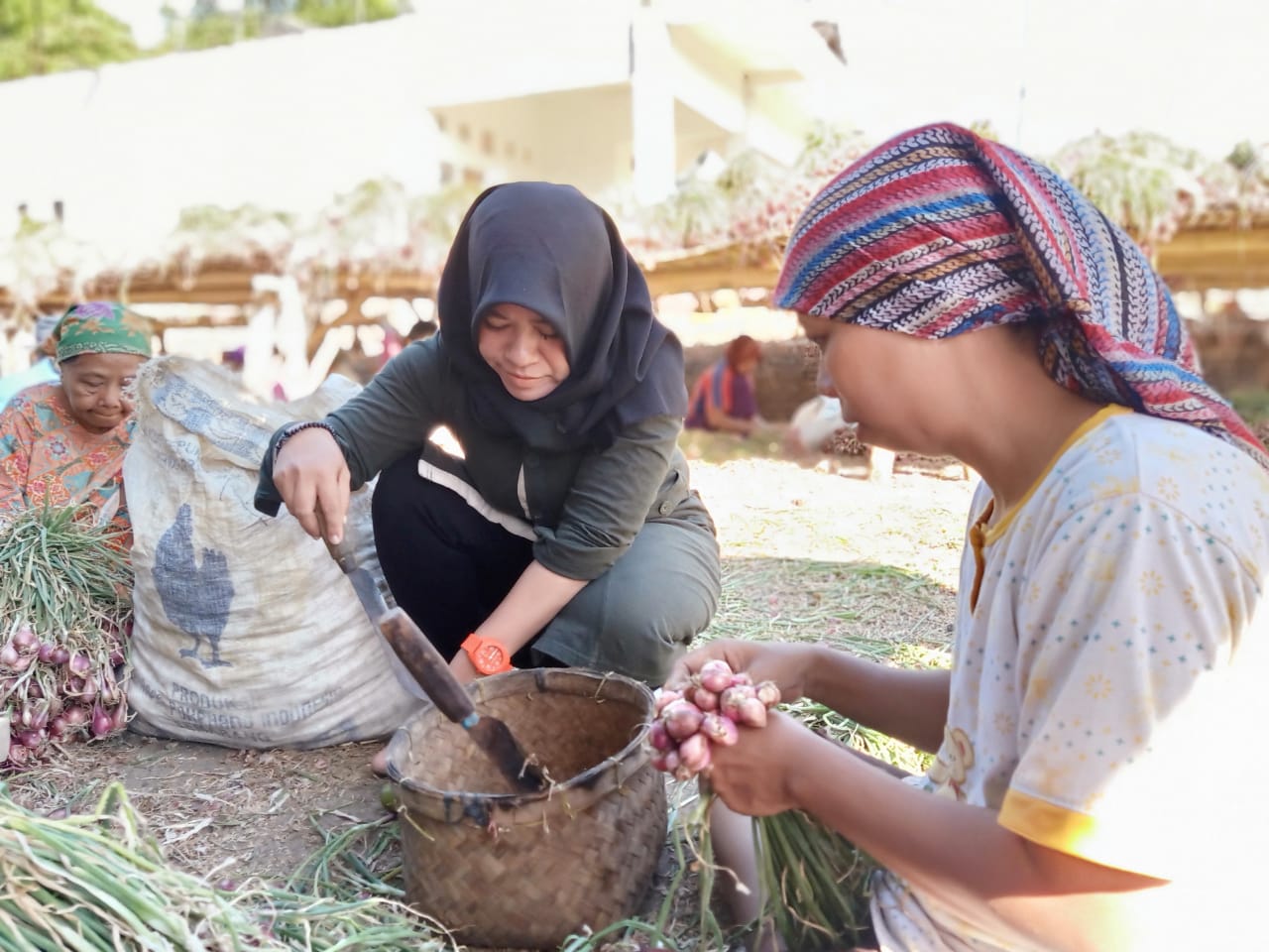 Petani bawang merah di di Kabupaten Probolingo, Jawa Timur. 