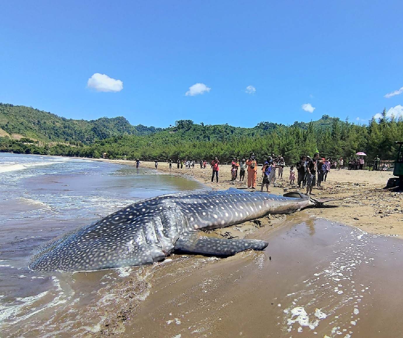 Ilustrasi ikan hiu paus terdampar
